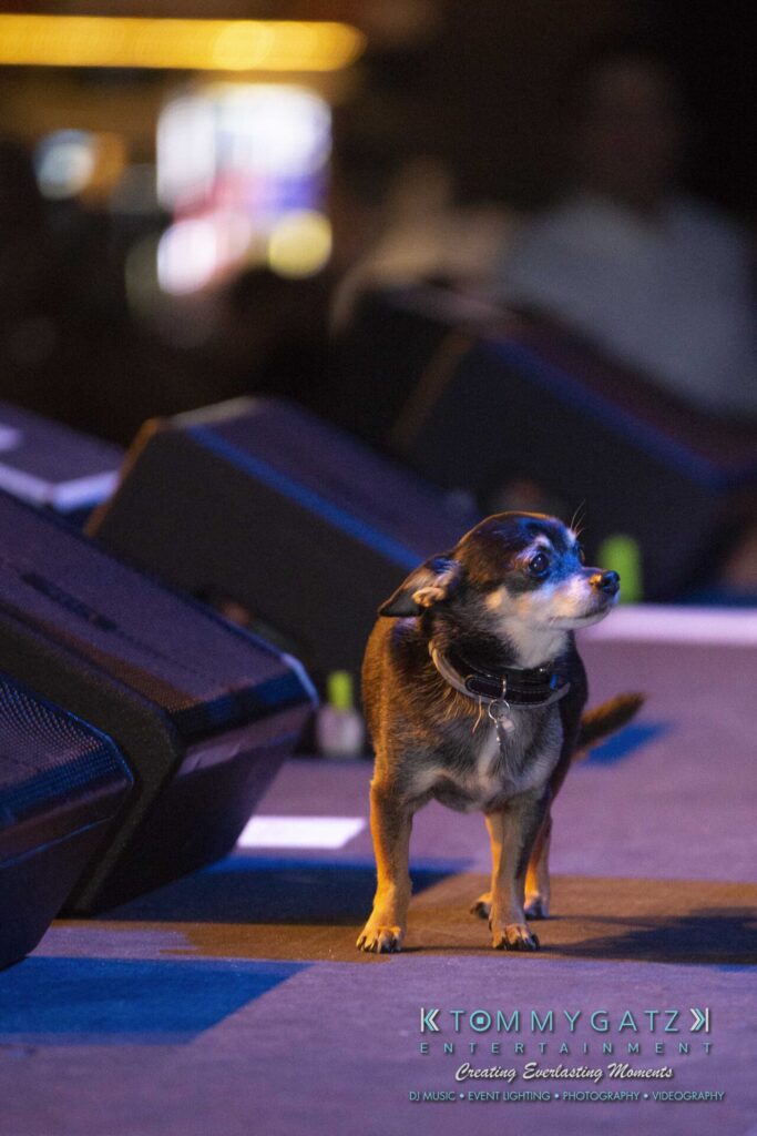 LWYD-Comedy-Tour-Baltimore-060118-FINALS-Low-Res-Watermark-229 - TOMMY GATZ ENTERTAINMENT A small dog stands on stage beside speaker equipment, with colorful lights visible in the background.