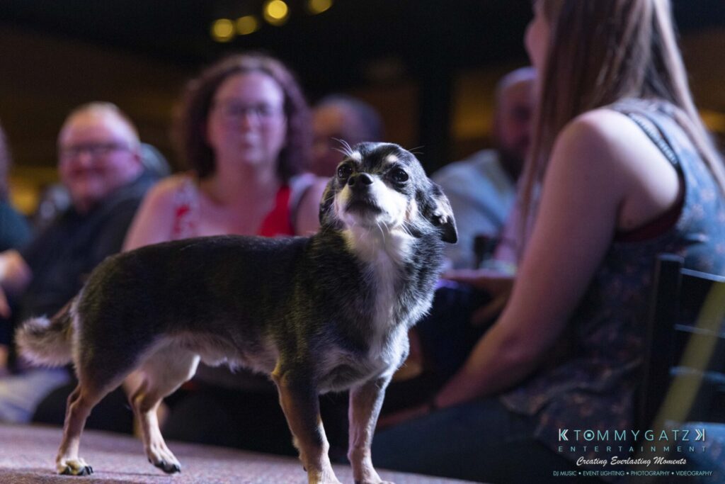 061519-Annapolis-RAMSHEAD-Low-Res-WM-174 - TOMMY GATZ ENTERTAINMENT A small dog stands on a table while a group of people watch in the background.